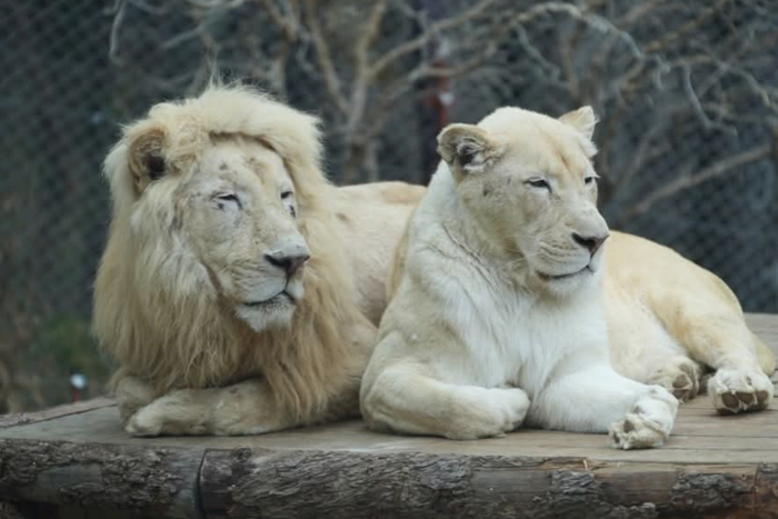 생을 마감한 셋째 암컷의 백사자 부부. <네이처파크 제공>