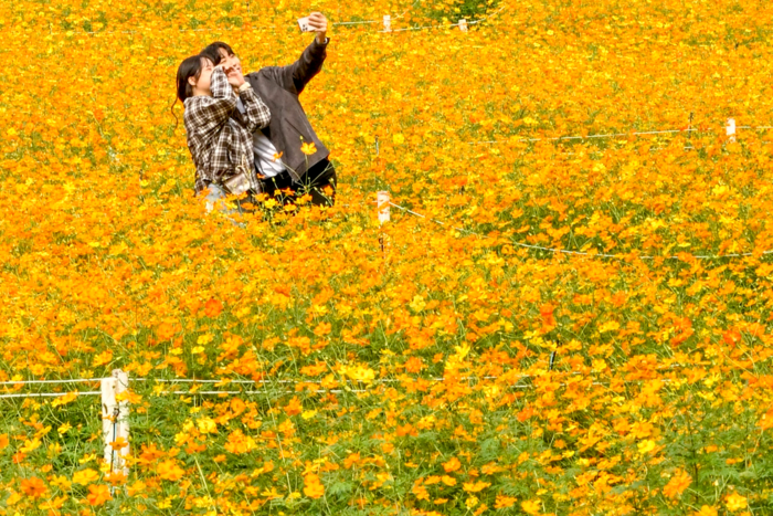 조석으로 선선한 바람이 부는 30일 대구 달서구 이월드 포시즌 가든에 조성된 코스모스 가든에서 황화코스모스 100만 송이가 활짝 피어 관람객을 맞이하고 있다. 약 3만3천㎡ 규모 부지에는 대형 액자 조형물과 나무 그네 등 포토존이 마련돼 가을 나들이객의 발길을 끌고 있다. 이현덕기자 lhd@yeongnam.com