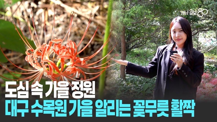 가을빛 물든 대구수목원, 붉게 타오르는 꽃무릇 군락