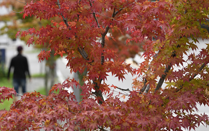 14일 오후 경북 칠곡군 동명면 팔공산 기슭에서 시민들이 붉게 물들고 있는 단풍을 감상하며 산책을 즐기고 있다.
이윤호기자 yoonhohi@yeongnam.com