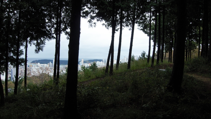 공영주차장 전망대 주변의 편백 숲. 동구청에서 울산대교 전망대까지 전체 3㎞의 편백 숲길이 조성되어 있다.