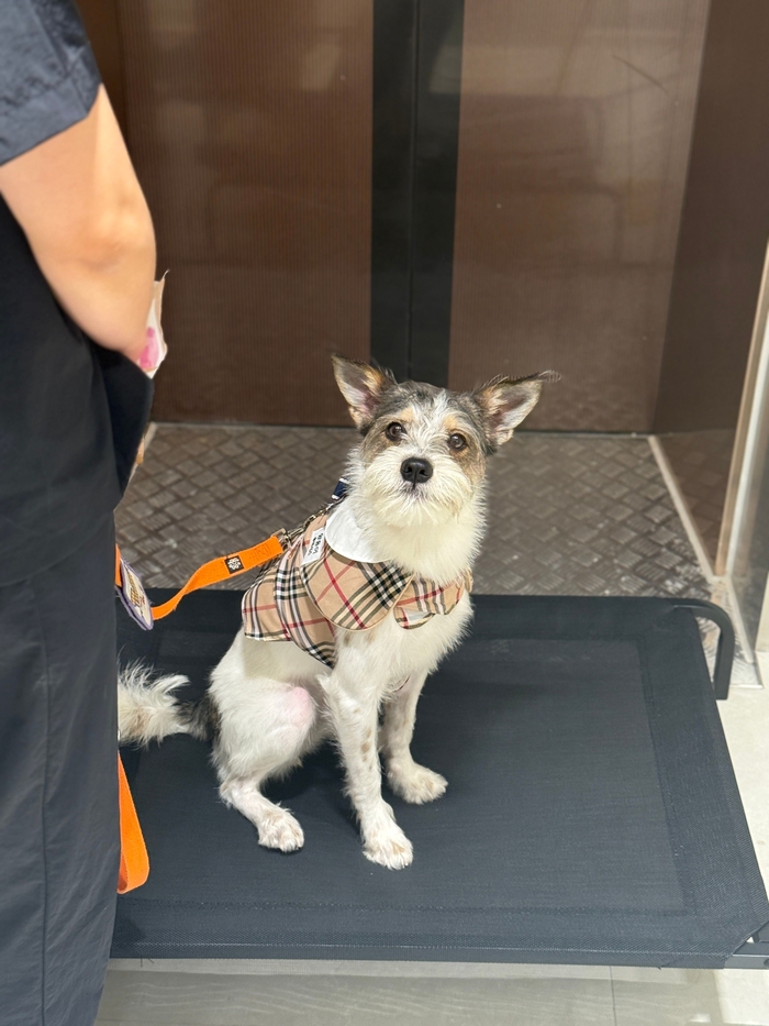 유치원에 등원한 강아지가 엘리베이터 예절교육을 받고 있다. 몽아시스 제공