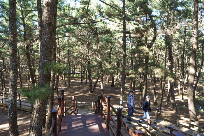 월송정 솔숲길은 느림의 미학이 이상적으로 구현된 곳이다. 해송으로 둘러쌓인 황톳길과 나무 데크는 맨발로 걷기에 알맞다.  솔향을 머금은 바닷바람이 불고 흙의 온기가 발바닥으로 느껴진다.