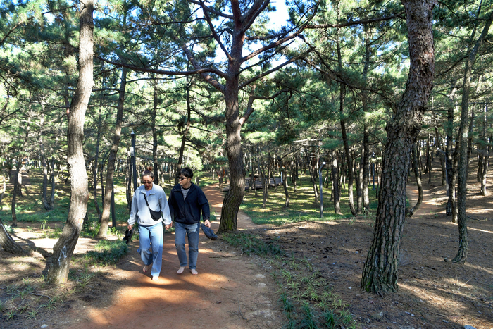 1km가 조금 넘는 월송정 솔숲길 맨발 걷기 코스는 25분쯤 소요된다. 쉼터마다 책이 있는데, 책을 펼쳐 사색에 빠지기에도 좋다. 이곳은 멍때리기 장소로도 이름 나있다.