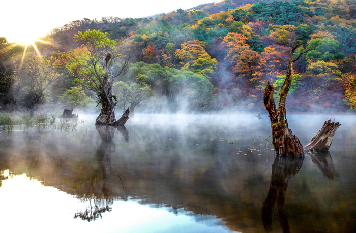 청송 주산지 전경<청송군 제공>