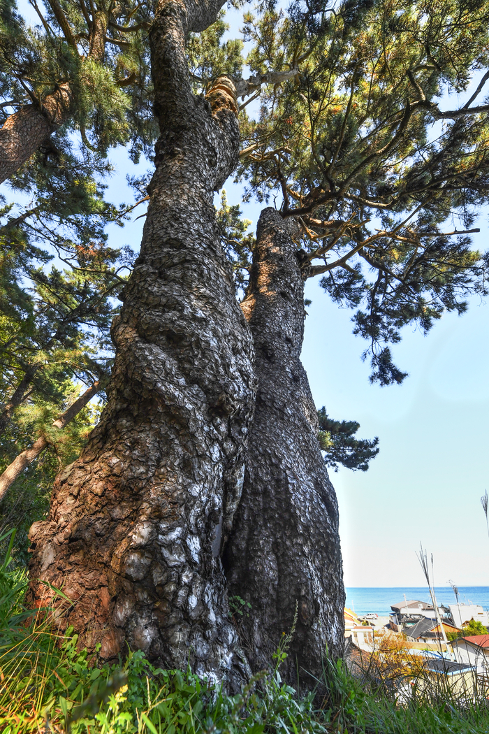 울진의 곰솔은 바닷바람과 염분에 강해 해안 방풍림과 사구 보호림으로 조성돼 마을을 지키는 천연 방벽이 된다. 거북 등껍질처럼 거칠게 갈라진 검은빛 수피(樹皮)에서 곰솔이라는 이름이 비롯됐다. 곰솔은  줄기는 곧고 단단해 의연하고 강인한 인상을 준다.
