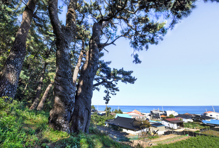 울진 곰솔 뒤로 봉산리 마을 풍경이 펼쳐져 있다. 마을 사람들에게 봉산리 곰솔은 단순한 나무가 아니라 살아 있는 당산목, 곧 마을을 지켜온 영혼의 등불이다.
