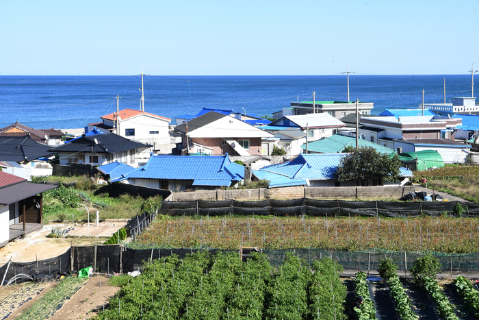 울진 봉산리 마을 전경. 정월대보름이면 봉산리 사람들은 곰솔 아래에서 제를 올린다. 봉산리 곰솔은 자연과 사람, 신앙이 어우러진 살아 있는 문화유산이다.