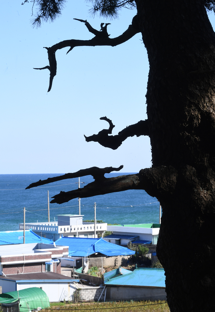 언덕에서 동해와 마을을 굽어보는 곰솔의 자태는 장엄하고 의연하다. 곰솔은 단순히 서 있는 나무가 아니다. 세월과 생명을 이어주는 지구의 심장이다.
