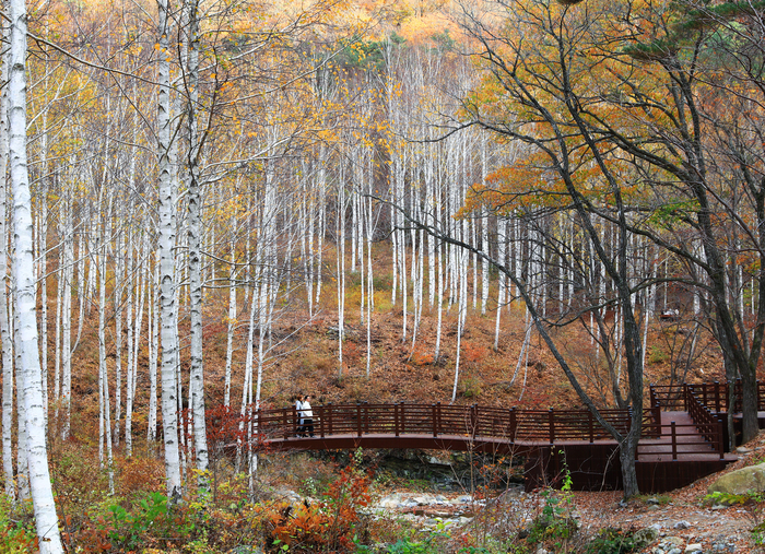 영양 자작나무숲을 찾은 관광객들이 가벼운 발걸음으로 자작나무 숲을 거닐고 있다.<영양군 제공>