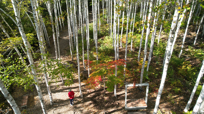 영양 자작나무숲을 찾은 관광객들이 가벼운 발걸음으로 자작나무 숲을 거닐고 있다.<영양군 제공>