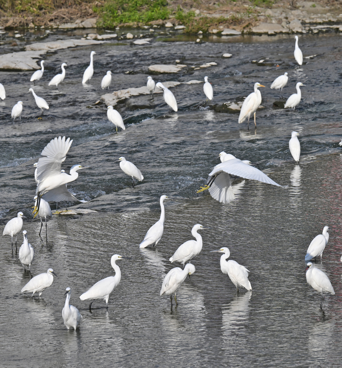 추위가 찾아온 3일 백로 무리가 대구 신천에서 먹이를 구하고 있다. 대구기상청는 