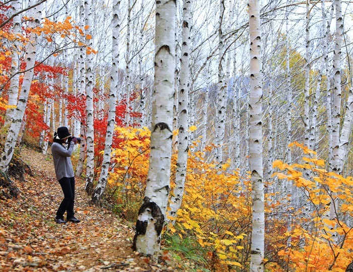 영양 자작나무숲을 찾은 관광객들이 자작나무숲의 아름다움을 카메라에 담고있다.<영양군 제공>