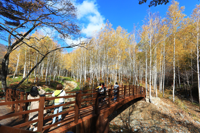 영양 자작나무숲을 찾은 관광객들이 가벼운 발걸음으로 자작나무 숲을 거닐고 있다.<영양군 제공>