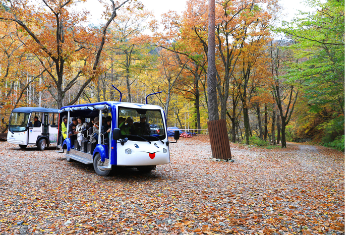 영양 자작나무숲으로 전동버스가 들어가고 있다.<영양군 제공>