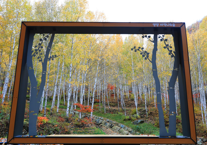 영양 자작나무숲 풍경<영양군 제공>