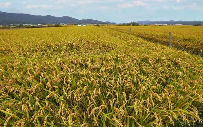 황금빛으로 물든 경주 안강평야. 안강평야는 형산강이 동해로 흘러가기 전 마지막으로 펼쳐지는 넓은 저지대 평야로 예로부터 경주 최대의 곡창지대였다. 형산강 하류 유속이 느려지며 범람을 반복해서 비옥한 충적토가 퇴적돼 대규모 평야를 형성하고 있다. 이 풍요의 중심에 흥덕왕릉이 자리한다는 건 우연이 아니다.