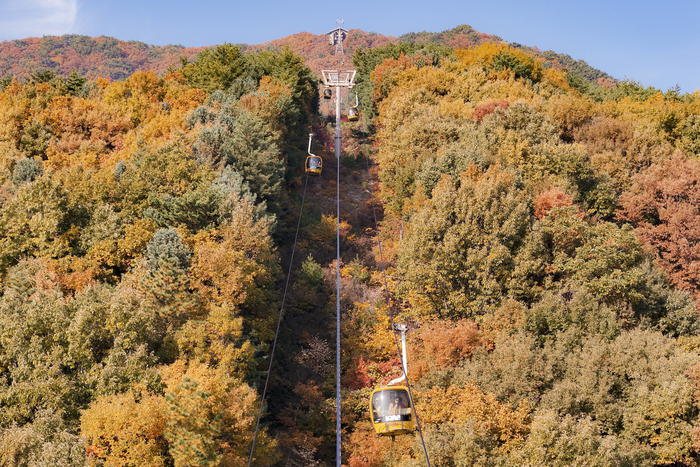 6일 대구 팔공산 케이블카가 울긋불긋한 단풍 숲 사이를 지나고 있다. 붉게 물든 단풍과 노란 숲이 어우러져 행락객들에게 깊어가는 가을 정취를 선사하고 있다.
이현덕기자 lhd@yeongnam.com