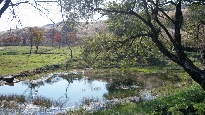 황매산 가회천 발원지 일대에 작은 연못과 습지수림대가 형성되어 있다. 태고의 시간처럼 환상적인 광경이다.