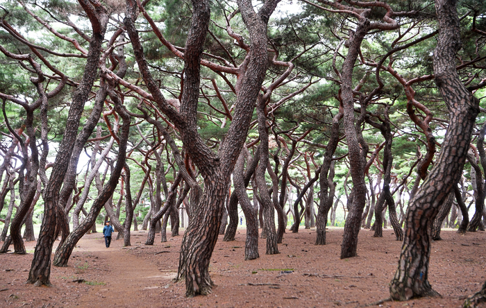 흥덕왕릉 초입의 솔숲. 좁은 입구를 들어서면 우거진 송림이 장관을 연출한다. 안강읍내 학교의 단골소풍 장소이기도 하다.