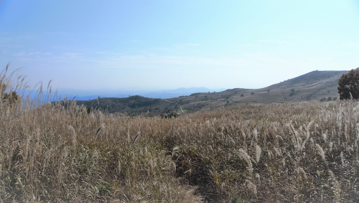 황매평전은 1990년대까지 목장이었다. 낙농업이 사라진 자리에 억새가 태어나 번성했고 지금 황매평전의 억새군락이 40㏊에 이른다.
