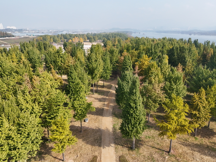 7일 경북 고령군 다산면 은행나무 숲이 아직 덜 물들어 초록빛이 짙게 남아 있다. 단풍이 절정에 이른 팔공산 등 산지에서는 한층 깊어진 가을 정취를 느낄 수 있다.
이현덕기자 lhd@yeongnam.com 