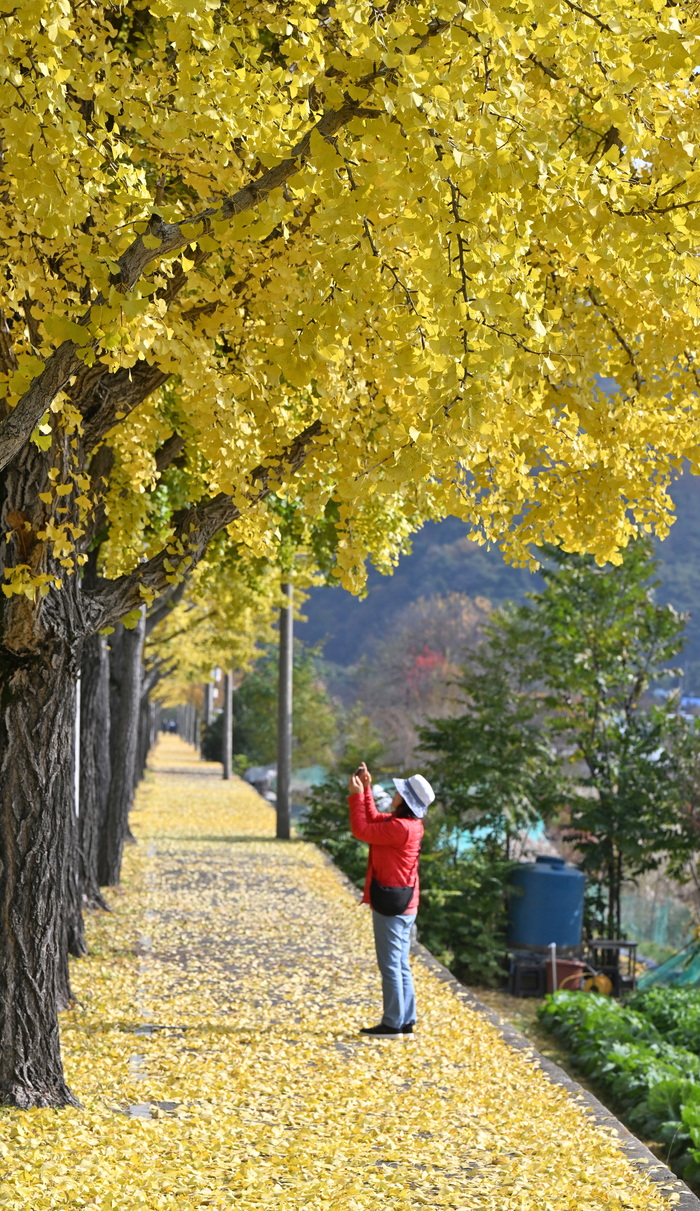 맑은 날씨를 보인 9일 오후 대구시 동구 팔공로 가로수인 은행나무가 노란 물감을 풀어놓은 듯 곱게 물들어 있다. 대구지방기상청에 따르면 대구경북지역은 10일부터 기온 낮아져 춥겠다고 예보했다. 
이지용기자 sajahu@yeongnam.com