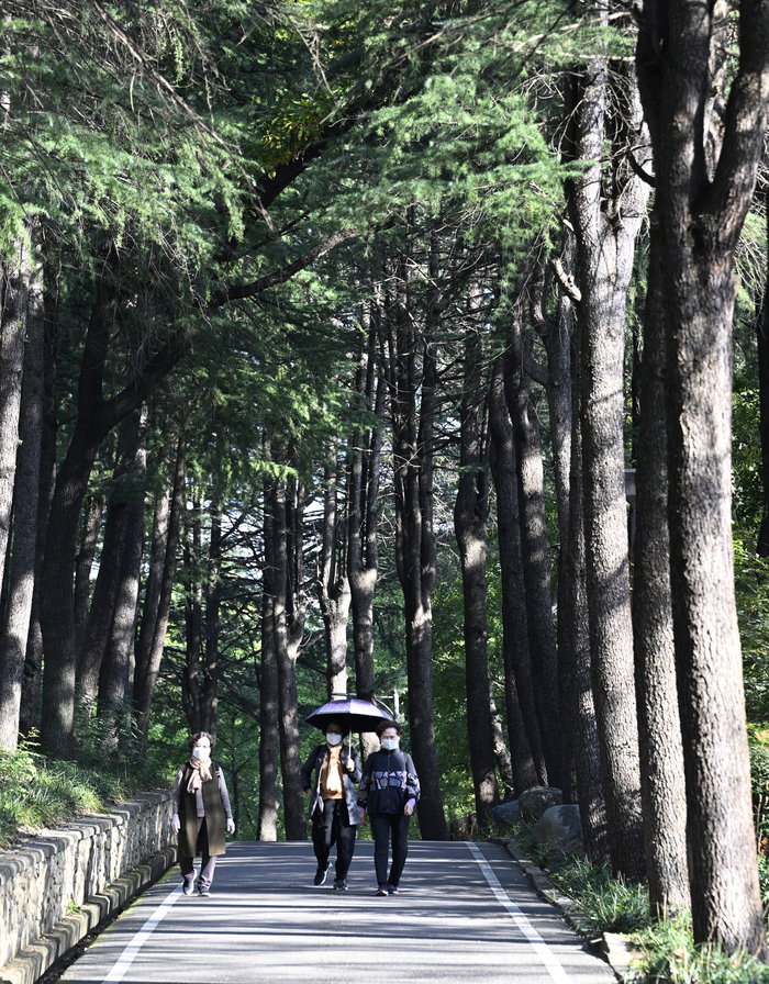 지난 6일 화원유원지 내부의 메타세쿼이아 산책길을 걷는 시민들. 짙은 녹음이 머리 위로 터널처럼 드리워지고, 햇살은 가지 사이로 부드럽게 스며든다. 한때 피서지로 이름났던 이곳은 지금도 시민들의 산책과 휴식 공간으로 사랑받고 있다.이윤호 기자 yoonhohi@yeongnam.com