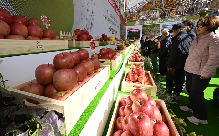 10일 오후 서울시청 앞 광장에서 열린 2025 경북사과 홍보행사를 찾은 시민들이 다양한 품종의 경북사과를 살펴보고 있다.
이윤호기자 yoonhohi@yeongnam.com