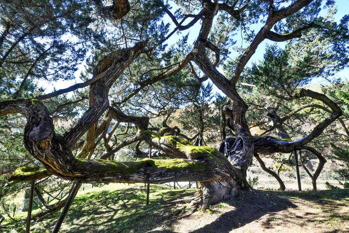 [일상이 풍요로운 문화도시 산소카페 청송] 14. 청송의 천연기념물