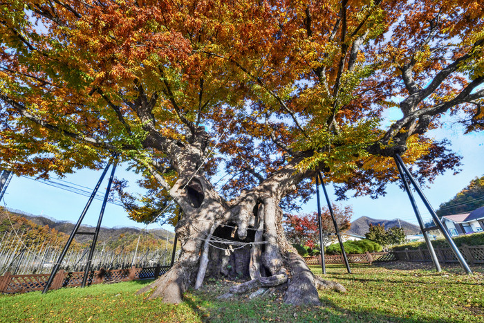청송 파천면 신기리 느티나무에는 여러 겹의 빛바랜 새끼줄이 둘러져 있는데, 여전히 동제를 지내고 있음을 알려준다. 1660년쯤 인동 장씨 입향조가 심었다고 하는 이 나무에 위아래 가지에서 동시에 잎이 피면 풍년이 든다는 이야기가 내려온다.