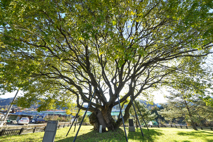 1570년쯤 심어진 것으로 추정되는 청송 파천면 관리 왕버들. 조선시대 젊은 남녀의 전설이 전해진다. 또 동제에 쓰인 종이로 글씨 연습을 하면 글씨를 잘 쓰게 된다는 이야기도 남아있다.