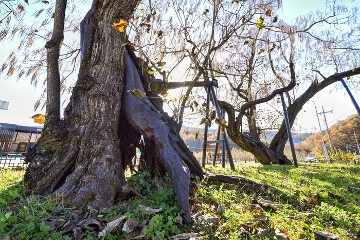 청송 홍원리의 개오동나무는 개오동나무 중 유일하게 천연기념물로 지정됐다. 1690년쯤 심어졌으며 우리나라에서 가장 크고 오래된 개오동나무라고 한다. 과거에는 이 나무 아래에서 동제를 지내곤 했다.