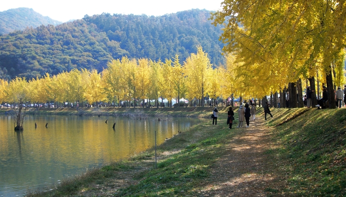 문광저수지. 물가 400m 정도가 은행나무 길이다. 동네 할아버지가 기증한 은행나무 묘목이 자라나 이제 많은 사람들이 찾아오는 명소가 됐다.