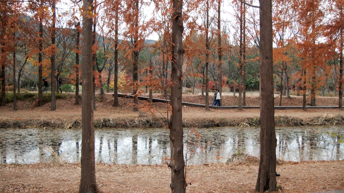 경북천년숲정원 습지를 따라 늘어선 메타세쿼이아 숲에는 흙길과 데크 길이 이어진다. 메타세쿼이아의 곧은 줄기와 그들 사이를 걷는 사람들의 모습도 습지는 거울처럼 비춘다.