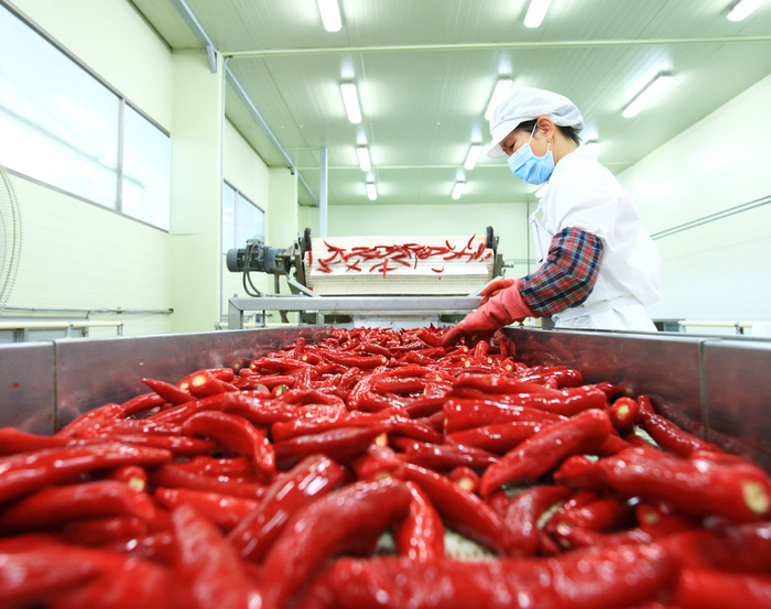 영양군에서 수확한 고추를 선별하고 있다.<영양군 제공>