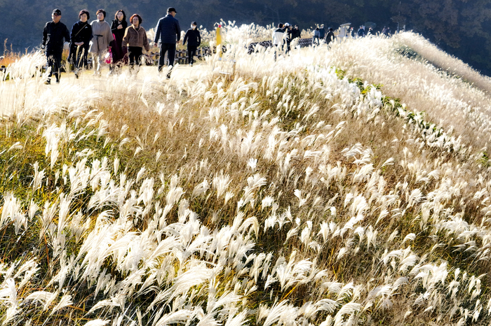 [포토뉴스] 억새가 춤추는 대구 월광수변공원