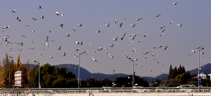 22일 대구 북구 대구시청 산격청사 인근 신천 상공에서 수백 마리의 백로 떼가 일제히 날아오르며 장관을 연출하고 있다. 낙동강 물을 끌어오는 생태 유량 공급 등 대구시의 지속적인 정비 사업으로 수질이 개선되고 먹이가 풍부해지면서 이곳을 찾는 새들의 개체 수가 지속적으로 증가하고 있다.
이현덕기자 lhd@yeongnam.com