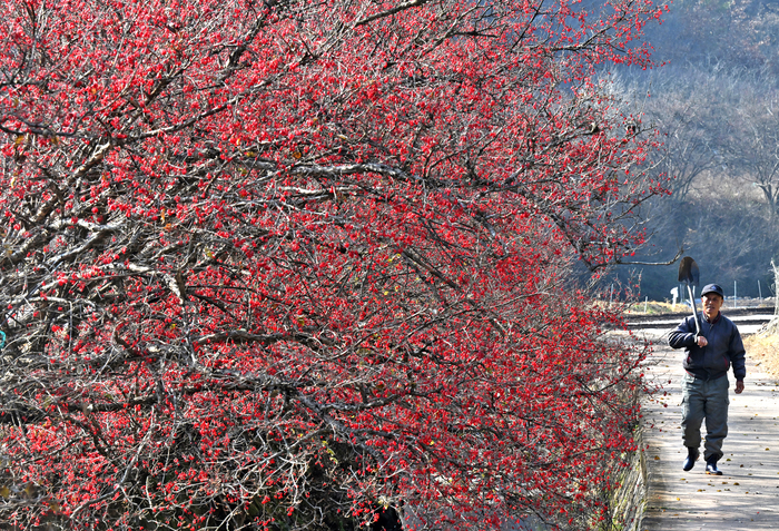 [포토뉴스]경북 의성 산수유마을에는 붉은 산수유 열매가 주렁주렁
