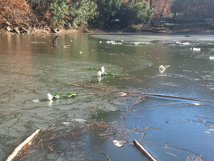 대구 달성군 다사읍의 한 저수지 위에 하얀 국화꽃이 놓여 있다. 지난 1월, 이곳에서 물에 빠진 친구들을 구하려다 숨진 박건하(13) 군을 추모하고자 시민들이 던진 꽃들이다.  영남일보 DB