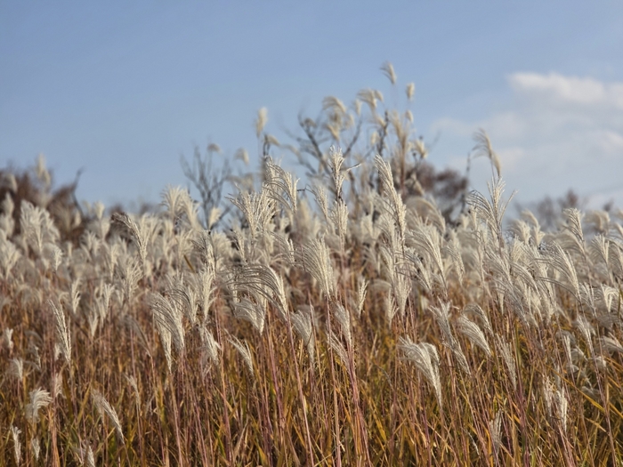 대구 동구 율하체육공원에 억새풀이 늦가을 바람에 일렁이고 있다. 강명주 시민기자