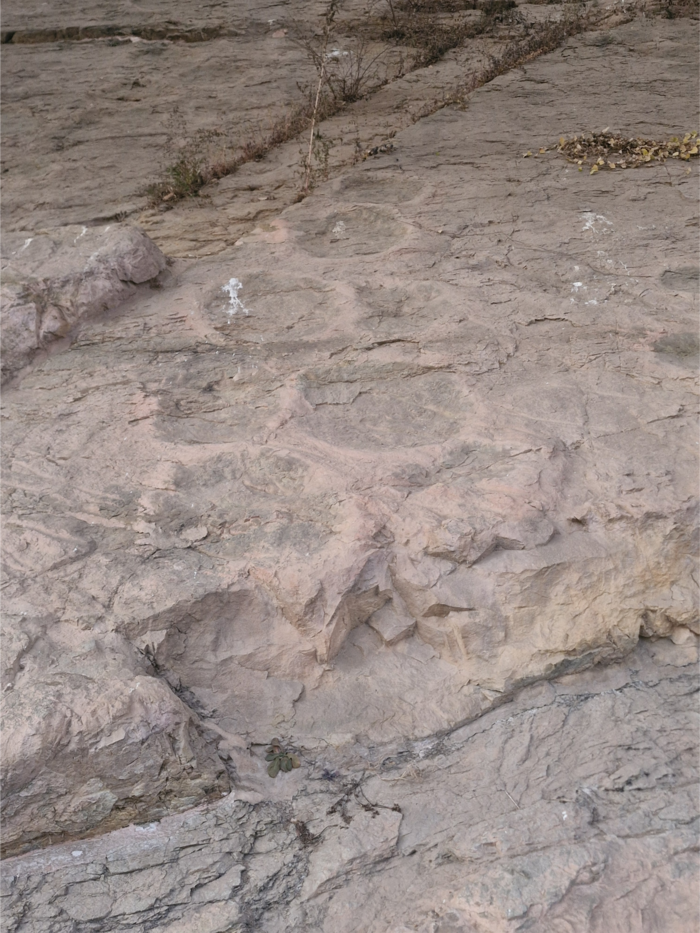 제오리 공룡발자국 화석산지. 공룡발자국이 밀집하게 관찰된다.