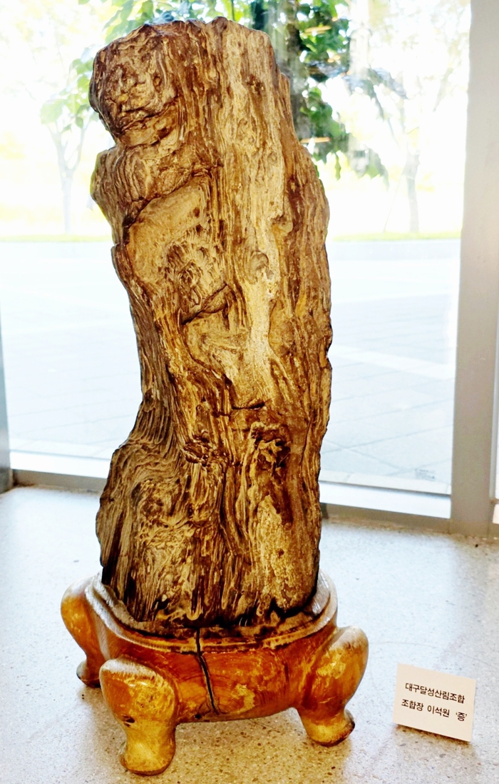 이석원 대구 달성산림조합장이 개인 소장하던 규화목(나무 화석)을 달성화석박물관에 기증해 전시하고 있다. 수백만 년의 지질 변화를 품은 이 규화목은 나무의 결과 조직이 그대로 보존된 희귀 표본으로 평가된다.<달성산림조합 제공>