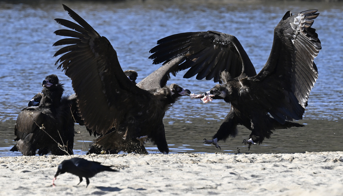 [포토뉴스] 먹이 싸움하는 독수리