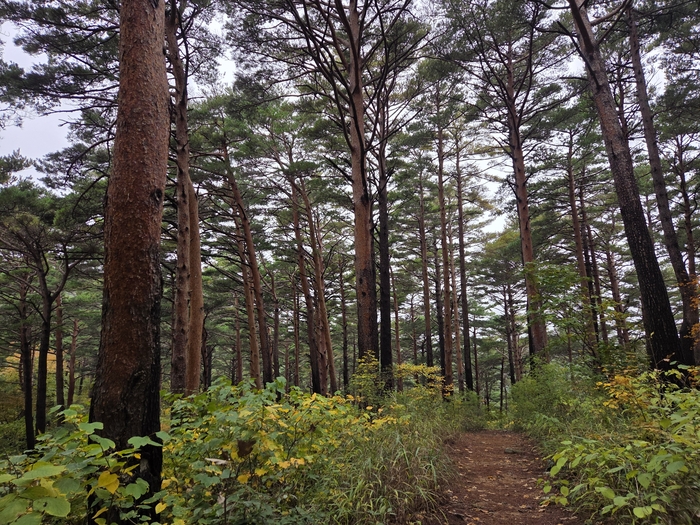 대관령 소나무숲길의 금강송 군락지. 표피가 불그스레한 아름드리 금강송이 꽉 차 있어 숲은 형언할 수 없는 신비와 아름다움을 온통 노출하고 있었다.