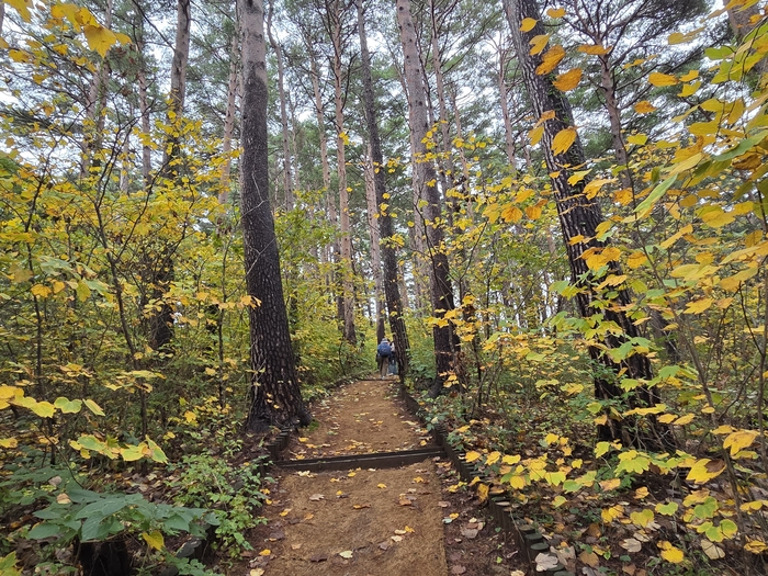 대관령 소나무 숲길의 비경. 황금 소나무들이 듬성듬성 서 있다.