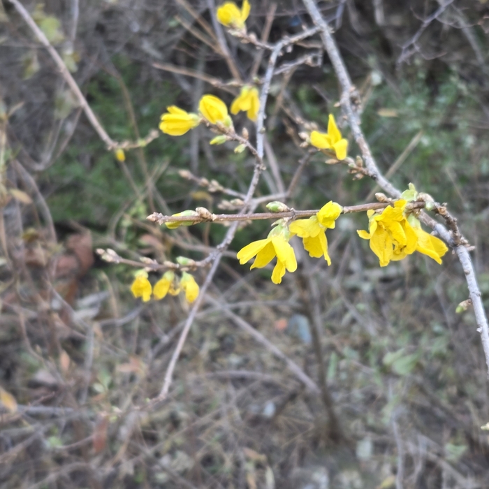 지난 3일 대구 앞산전망대 산책로에 개나리꽃이 피어 있다. 강명주 시민기자