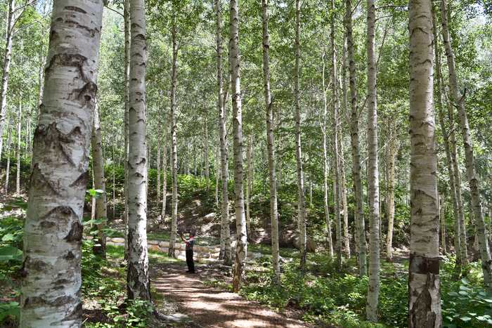 영양 죽파리 자작나무 숲. 영남일보 DB