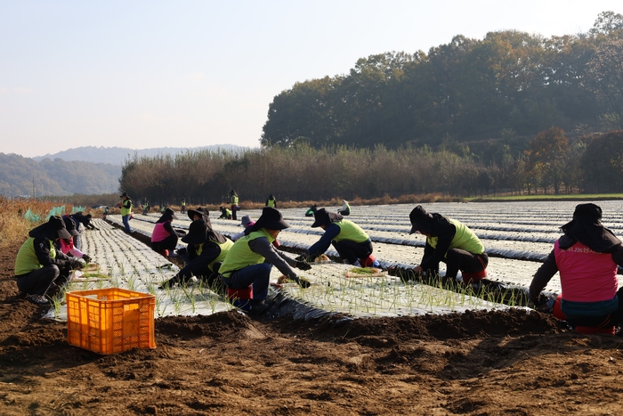 대구농협 임직원들이 군위군 농가에서 양파 모종심기 농촌봉사활동을 하고 있다. <대구농협 제공>