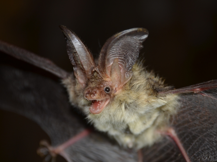 경북 울진 왕피천 유역에서 발견된 토끼박쥐(2급). 대구환경청 제공